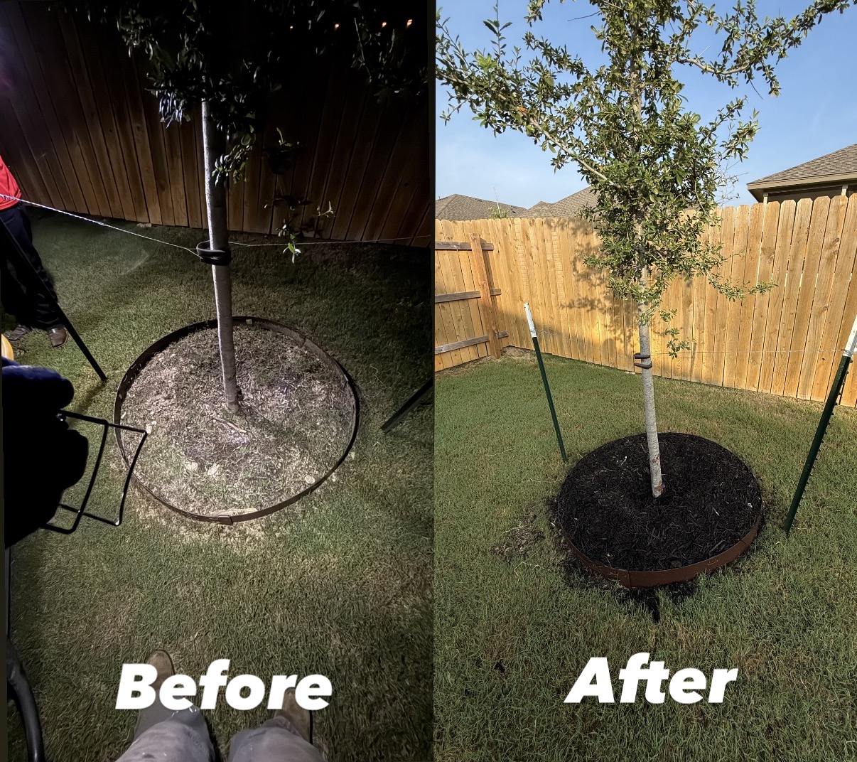 Tree Ring Refresh